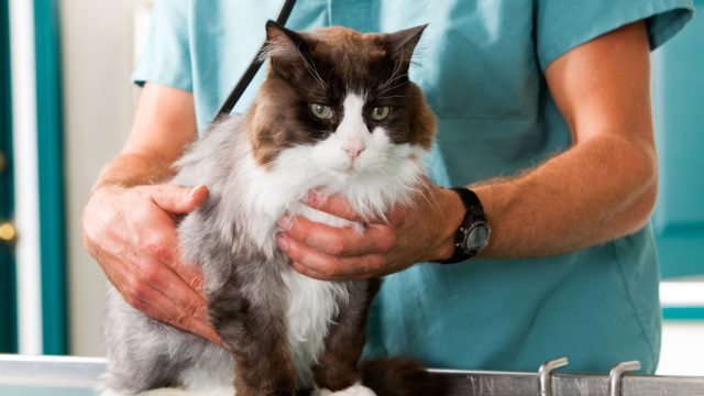 Pets and Pet Care